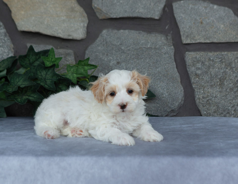 Benji, a cream Maltipoo puppy with apricot accents, relaxing on a gray surface with a stone wall background.