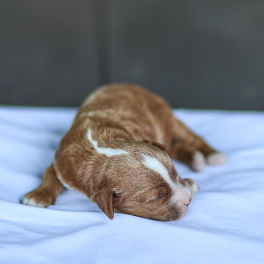 Red Cavapoo puppy with a white stripe resting peacefully on a fluffy white bed.