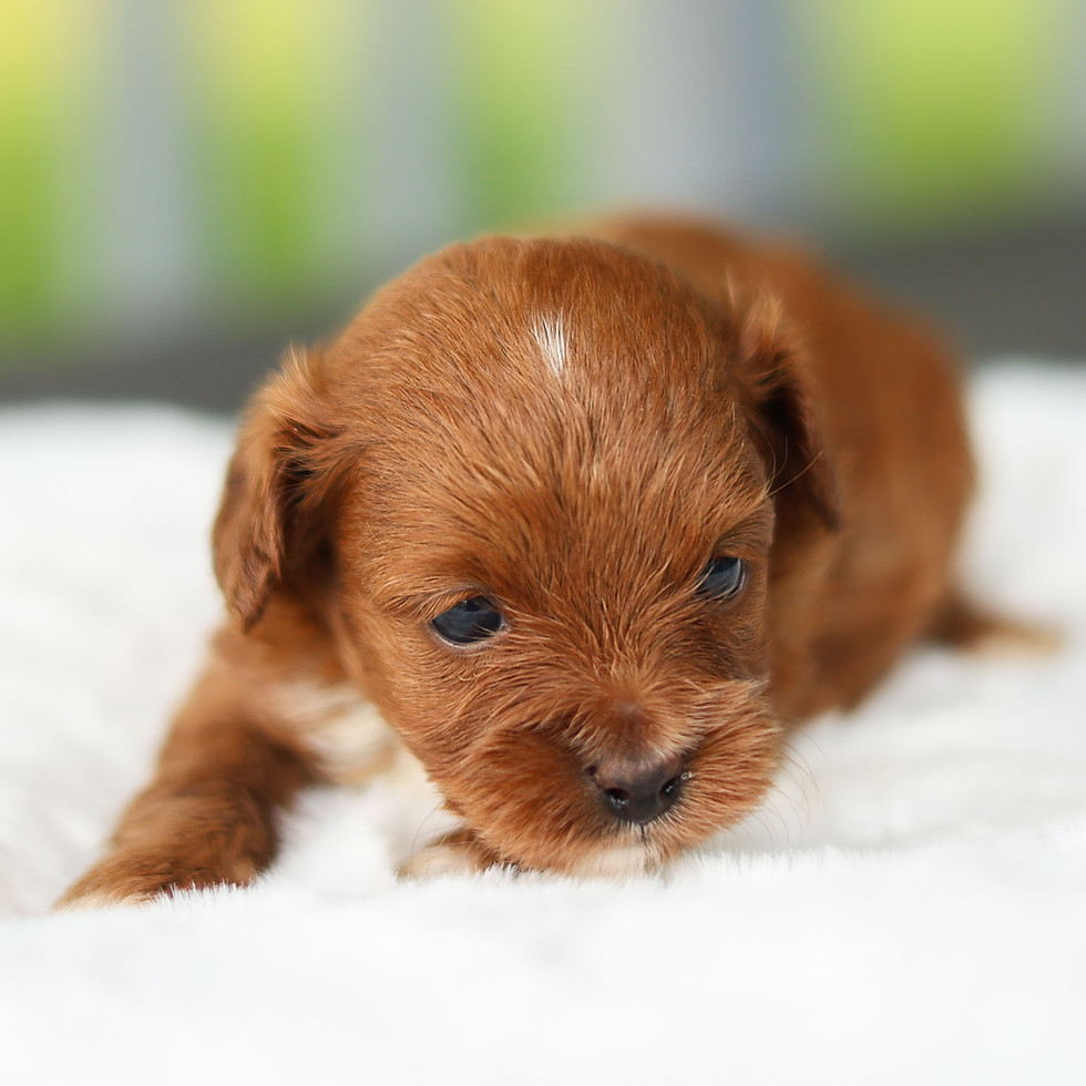 Bonnie, red female F1B Cavapoo puppy for sale in Pennsylvania, resting on a soft white blanket at Winnsom Puppies.