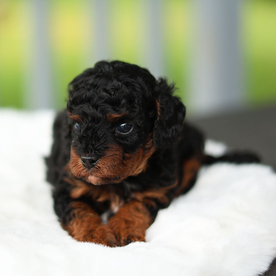 Black and tan female F1B Cavapoo puppy Molly looking toward the camera on a soft white blanket at Winnsom Puppies.
