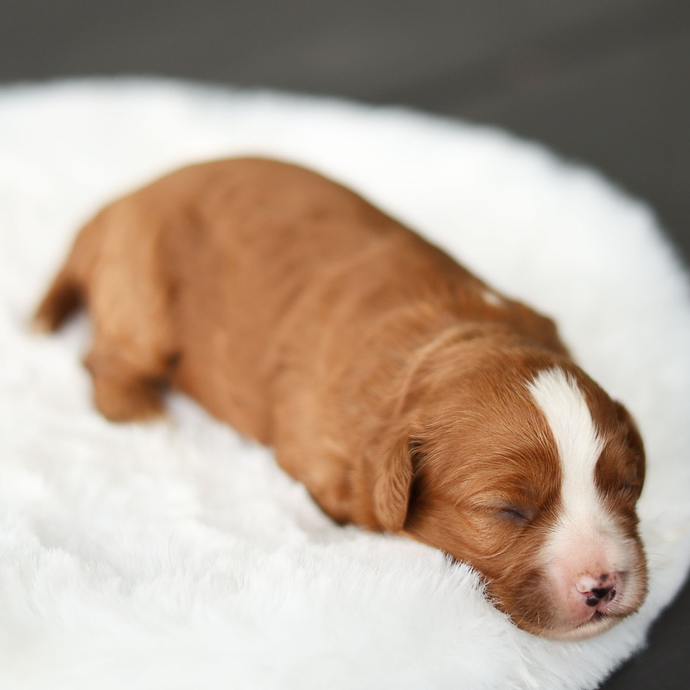 Sleeping red and white F1 Cavapoo puppy Millie for sale in Honey Brook, Pennsylvania.