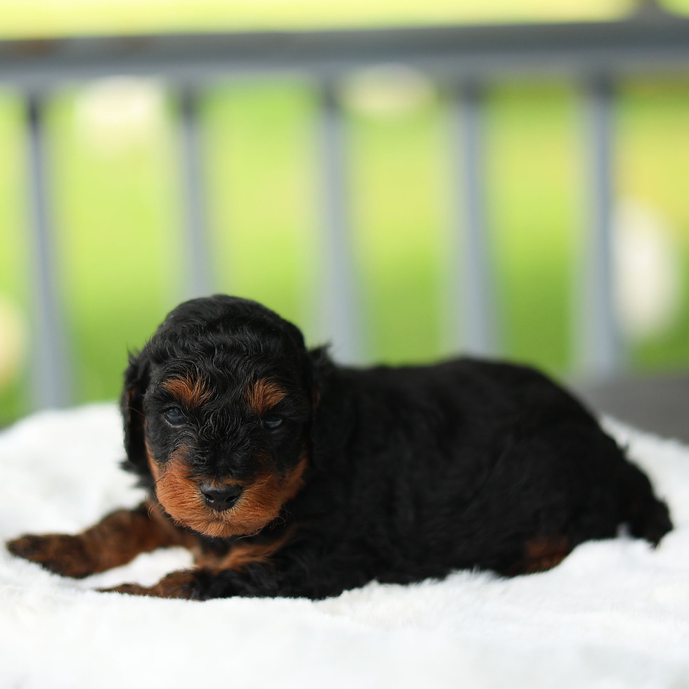 Moose, black and tan male F1B Cavapoo puppy for sale in Pennsylvania, resting on a soft white blanket at Winnsom Puppies.
