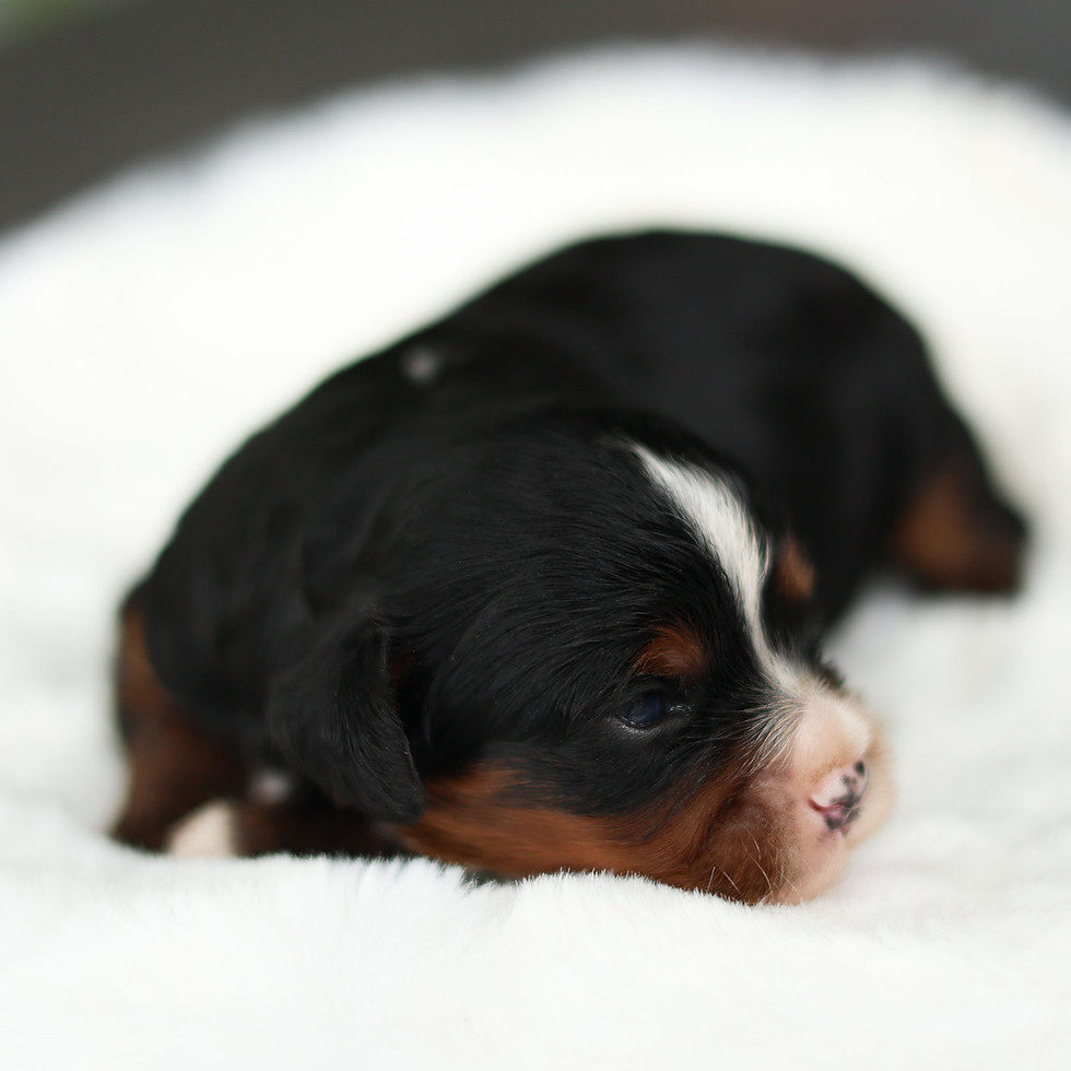 Side profile of Mia, a black and tan female F1 Cavapoo puppy for sale in Honey Brook, Pennsylvania.