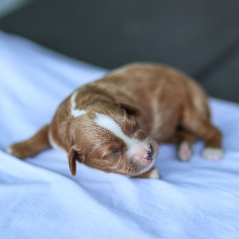 Newborn red F1B Cavapoo puppy with a white blaze on his forehead sleeping on a soft blue blanket.