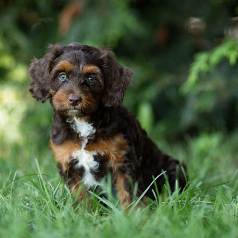 Dove, a chocolate and tan Cavapoo puppy from Winnsom Puppies in PA, sitting outdoors in green grass.