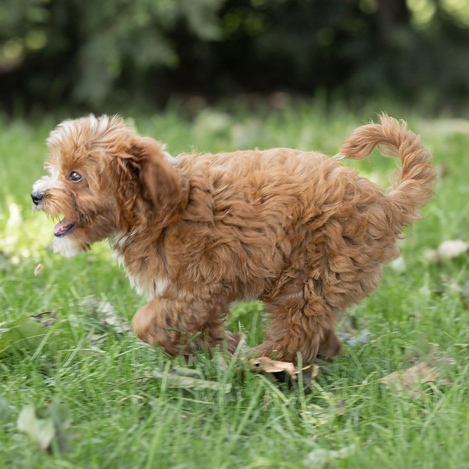 Chester, a red and white Cavapoo from Winnsom Puppies in PA, playfully running outdoors.