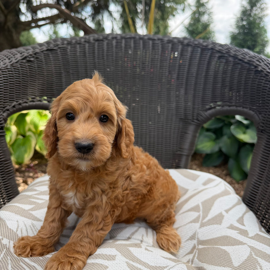 Blake, a Mini Goldendoodle puppy for sale from Willow Meadow Doodles in Ephrata, PA, relaxing on a patio chair.