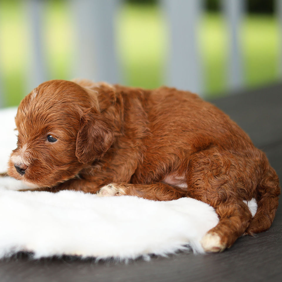 Red F1 Cavapoo puppy lying comfortably on a white blanket, showing its rich red coat.