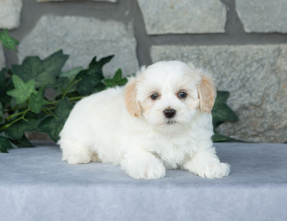 Davis, cream male Maltipoo with apricot accents relaxing on a gray blanket, available for sale in PA.