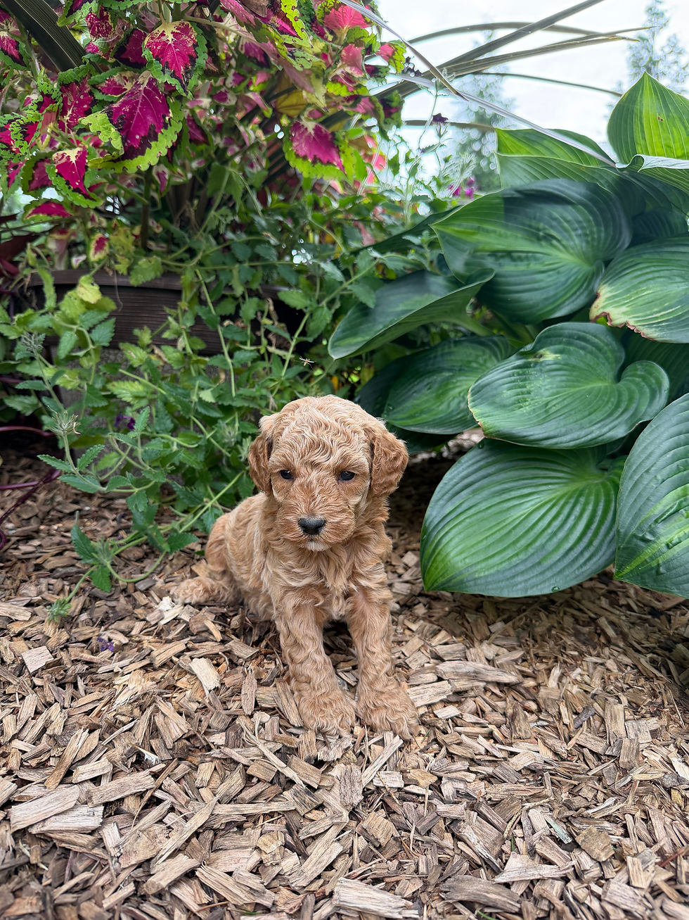 Duke, a Mini Goldendoodle puppy for sale in PA from Willow Meadow Doodles, sitting outdoors in a garden.