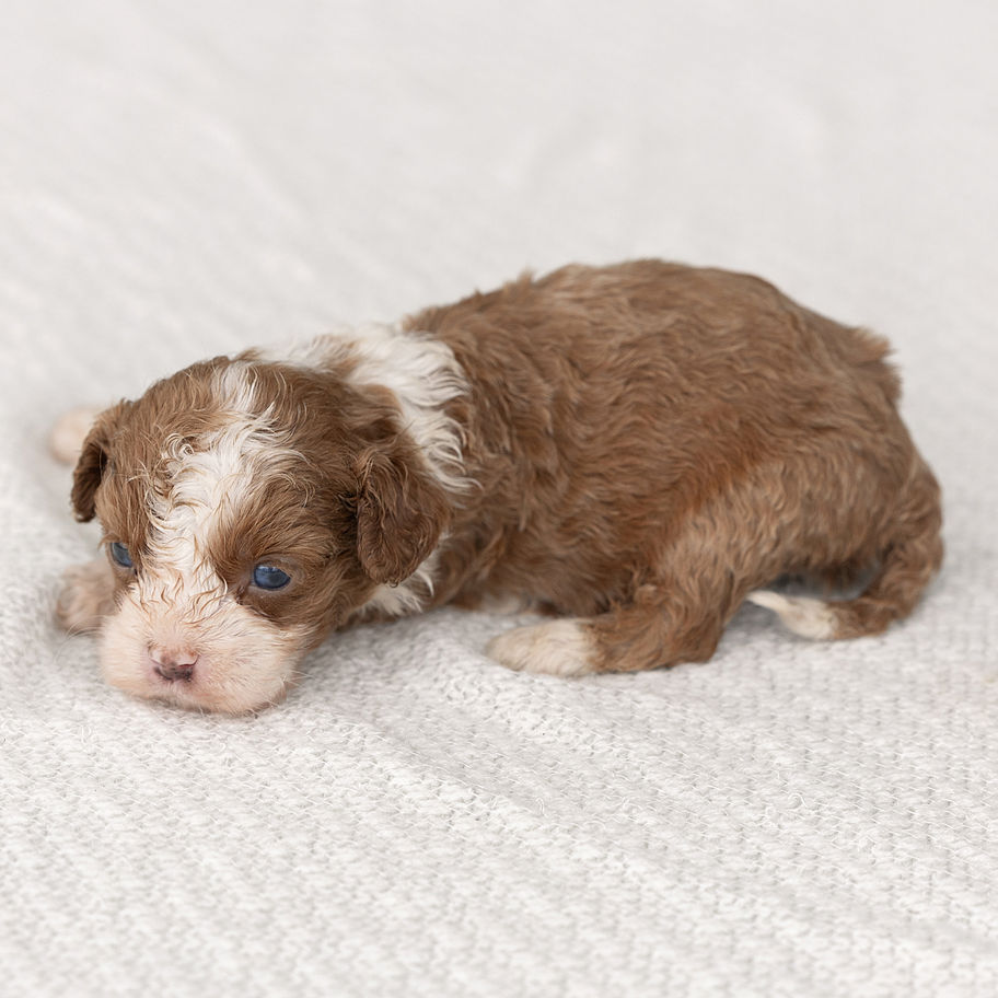 Eddie, a young red and white F1 Cavapoo puppy lying on a blanket, for sale in PA from Winnsom Puppies.