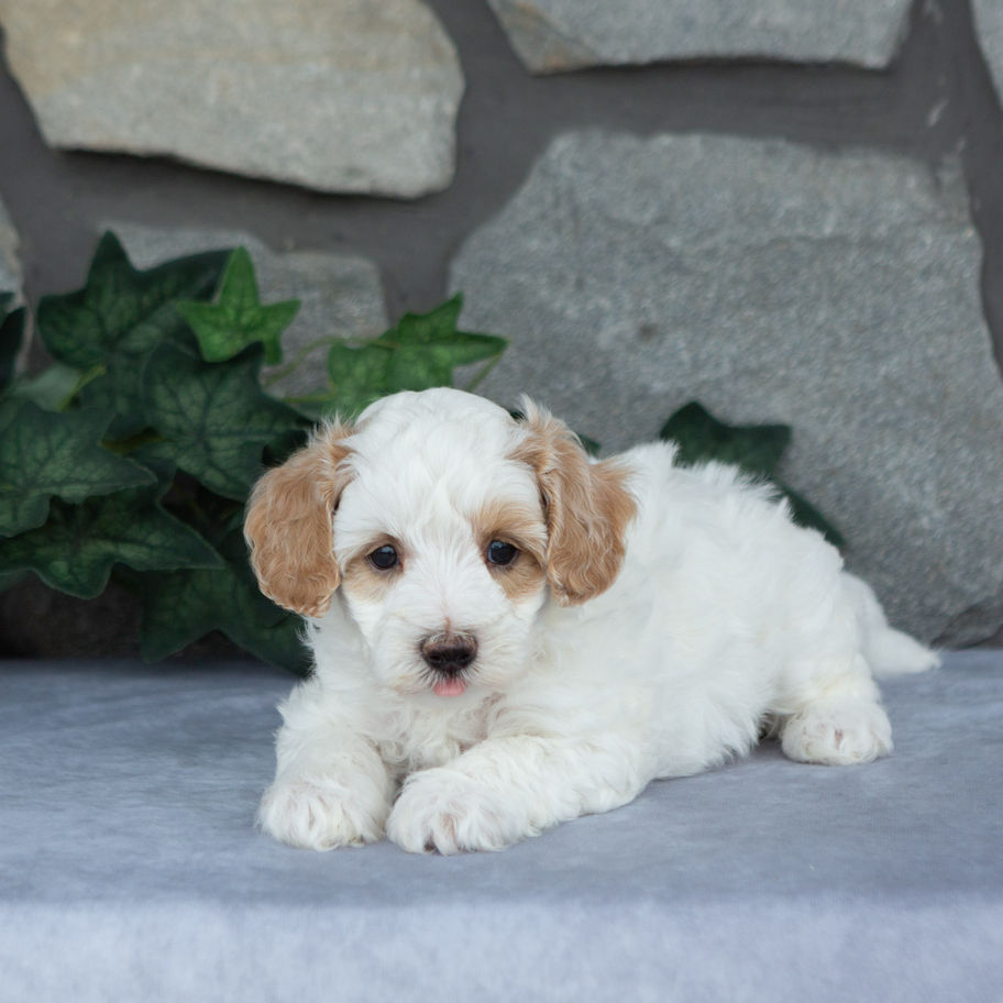 Cream male Maltipoo puppy Bently relaxing on a gray surface with a stone wall background in Pennsylvania.