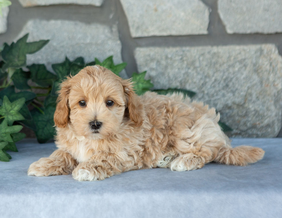 Nico, apricot male Maltipoo puppy for sale in PA, lying in front of a stone backdrop.