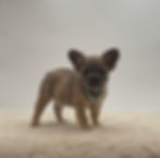 Lucky, AKC male blue French Bulldog puppy for sale in OH standing on a cream rug with a white studio background.