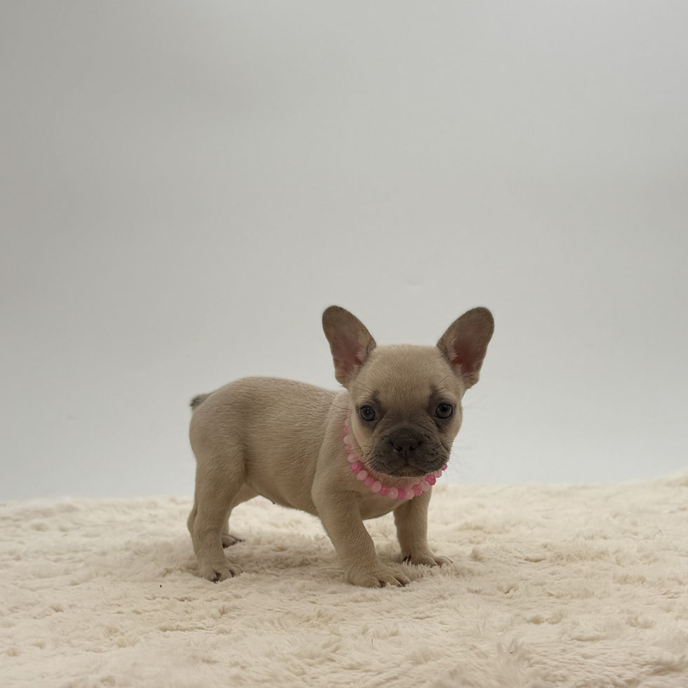 Viva, a fawn French Bulldog puppy for sale, standing on a cream blanket with a curious expression.
