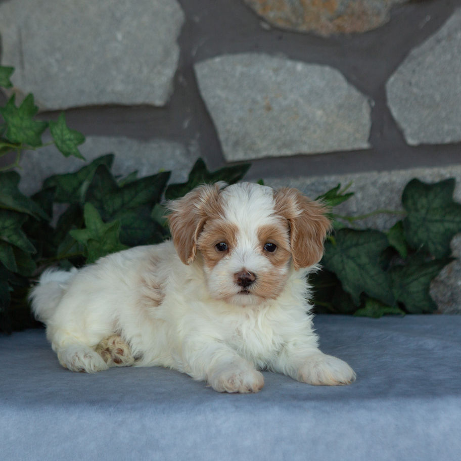 Magnolia, a cream female Maltipoo with apricot accents for sale in PA from Hidden Gem, resting on a soft blue surface.