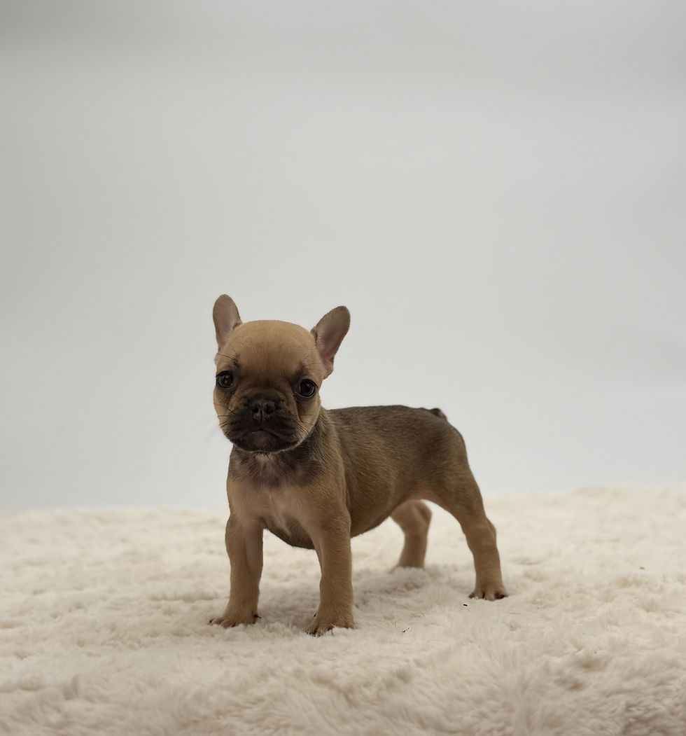AKC French Bulldog puppy for sale in Ohio