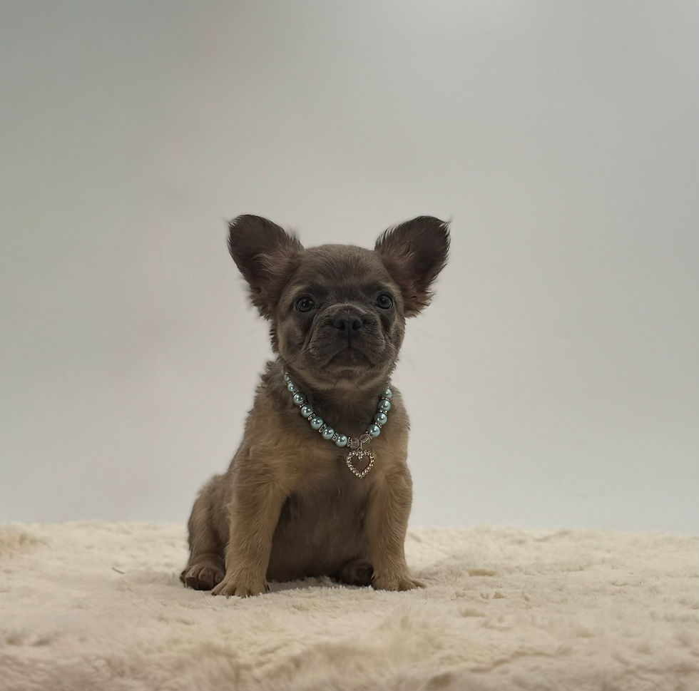Lucky, blue male AKC Frenchie puppy for sale in OH with a compact build and fluffy coat sitting on a soft cream blanket.