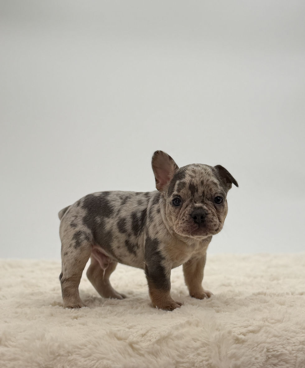 AKC Male Merle Frenchie Puppy in Ohio – Cute male merle French Bulldog puppy with unique spotted markings