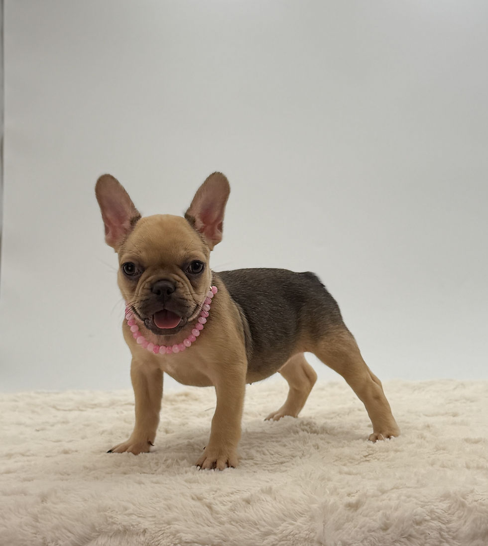 Malissa, a fawn French Bulldog puppy for sale in OH from Czar Frenchies, standing with an alert expression.