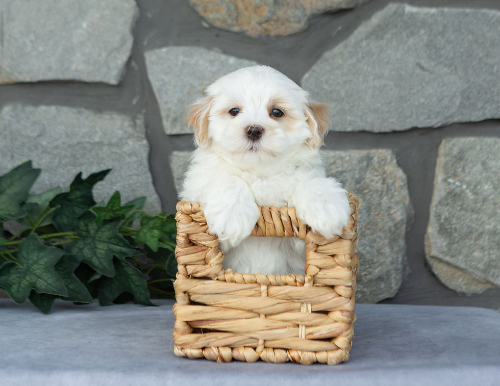 Denver, cream male Maltipoo with apricot accents sitting in a woven basket, available for sale in PA.
