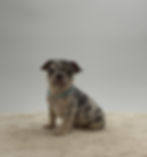 Victor, a blue merle French Bulldog puppy for sale in OH, sitting on a soft cream blanket and looking at the camera.