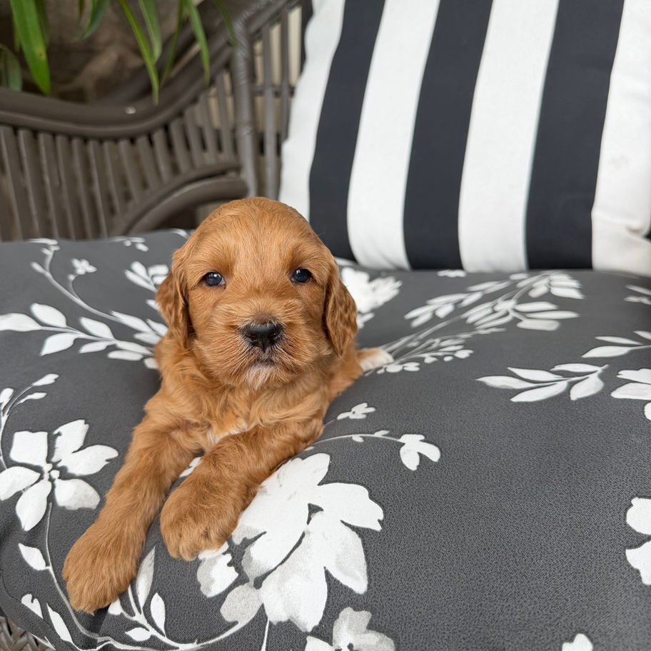 Bennet, a male Mini Goldendoodle for sale in Ephrata, PA, sitting sweetly on a patterned patio chair.