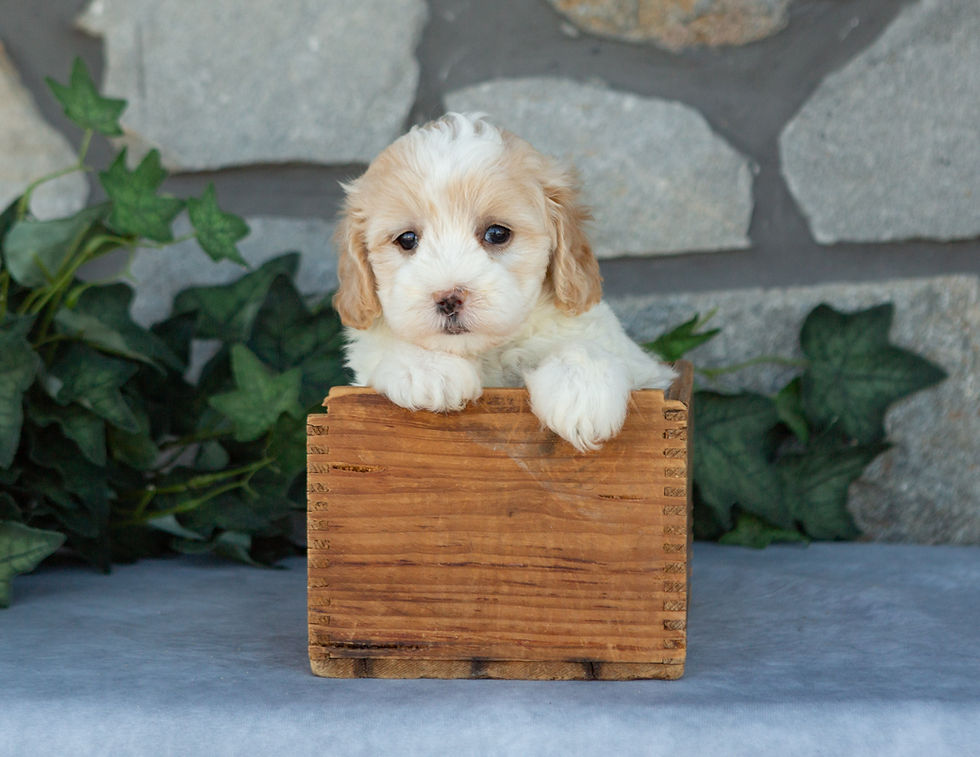 Melody, a cream female Maltipoo with apricot accents for sale in PA from Hidden Gem, posing with her paws on a wooden crate.