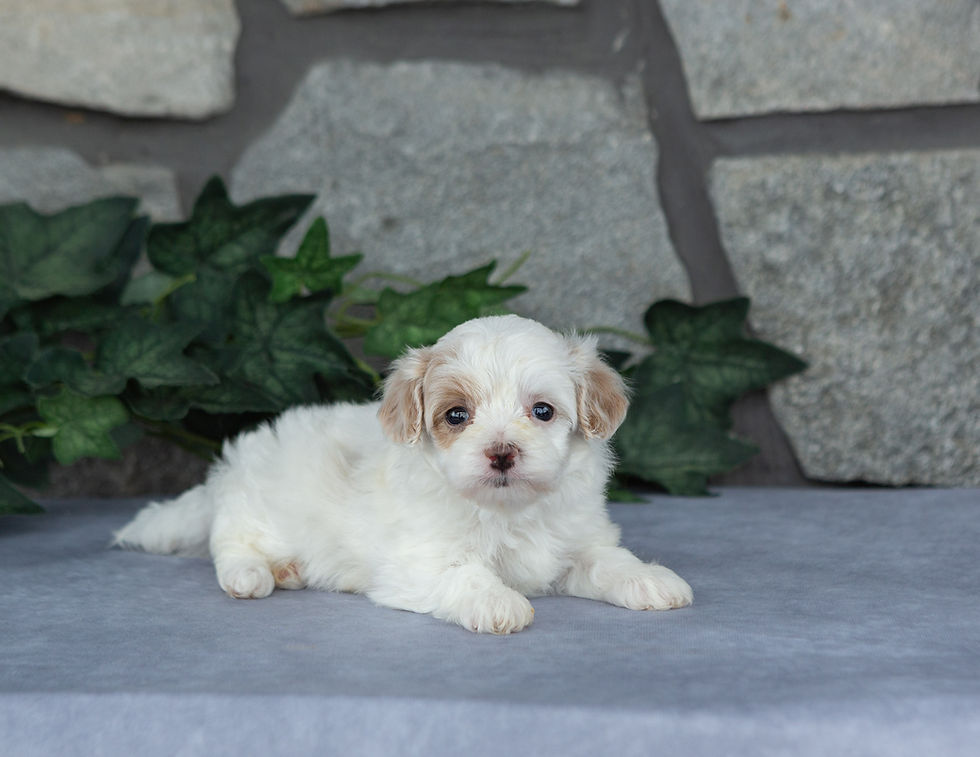 Cream female Maltipoo puppy named Teacup relaxing on a gray backdrop with a stone wall background.