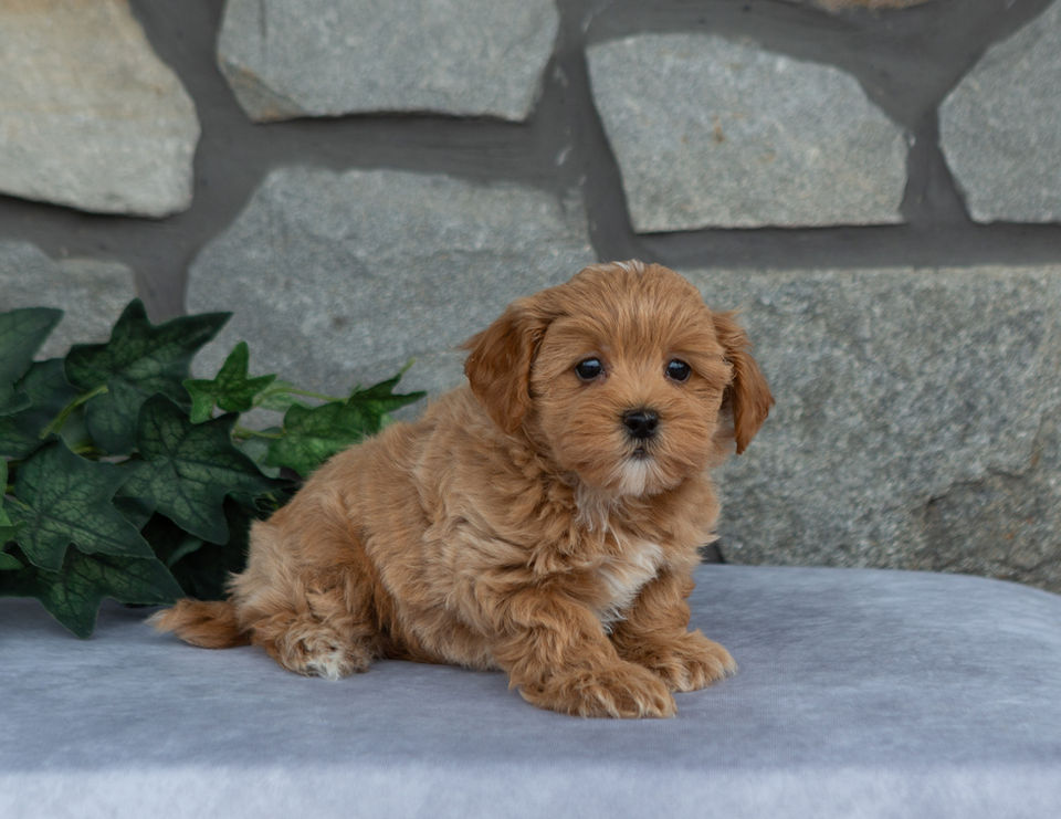 Apricot male Maltipoo puppy Trucker sitting on a gray surface and looking toward the camera.