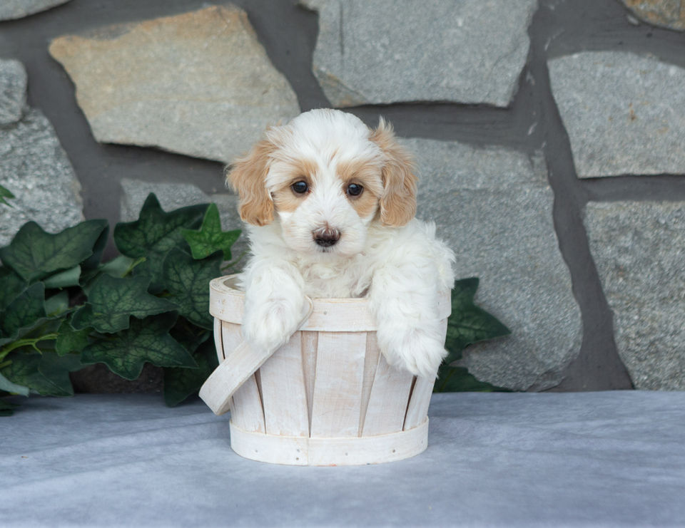 Betty, a cream Maltipoo puppy with apricot accents, sitting in a white wooden basket in front of a stone wall.