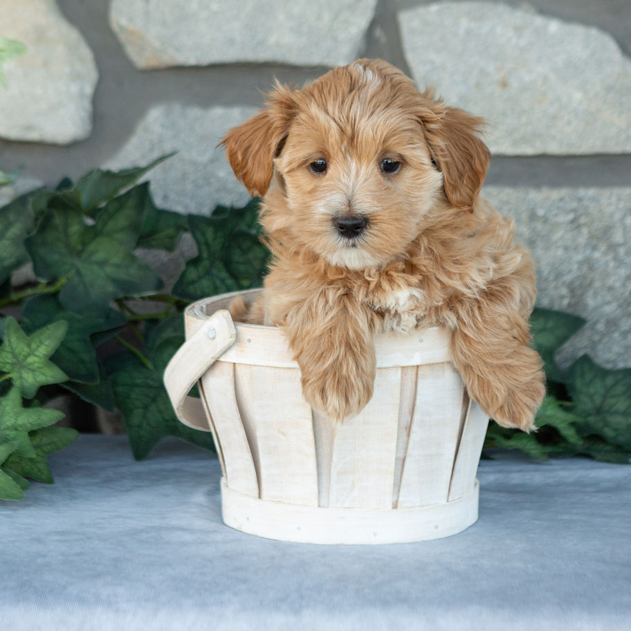 Noah, apricot male Maltipoo puppy for sale in PA, sitting in a small wooden basket.