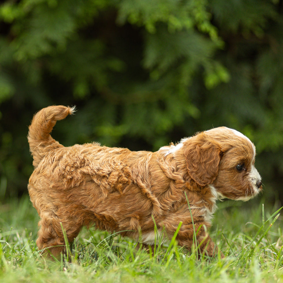 Chester, a red and white Cavapoo puppy for sale in PA from Winnsom Puppies, walking through the grass.