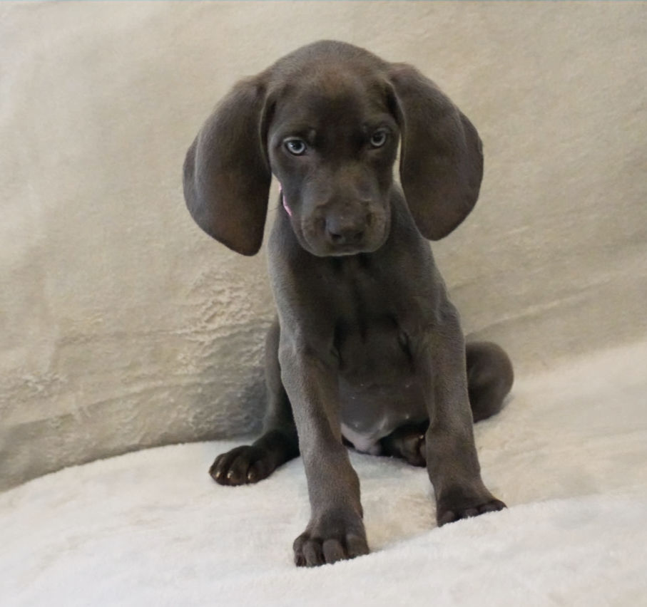 Jackson, an AKC blue male Weimaraner puppy for sale in PA, sitting attentively with a gentle, curious expression.