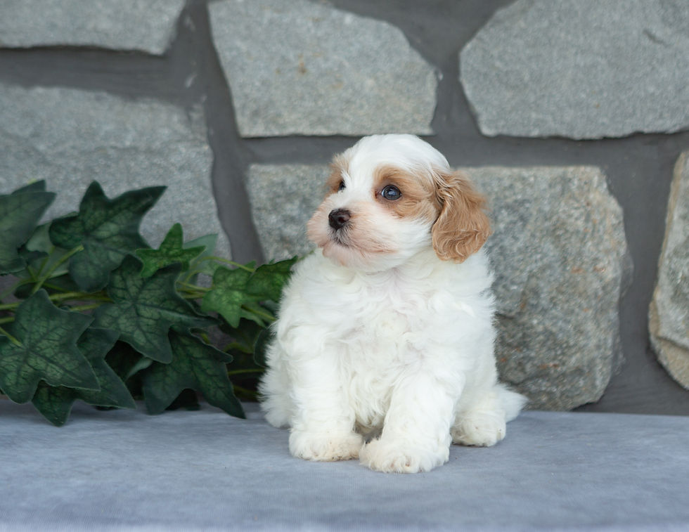 Ernest, cream male Maltipoo with apricot accents sitting outdoors on a gray blanket, available for sale in PA.