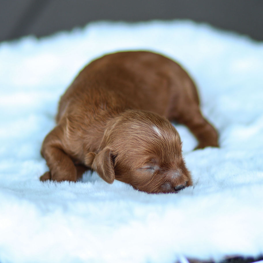 Newborn red male Cavapoo puppy sleeping peacefully on a soft blue blanket.