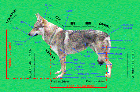 Çekoslovak Wolfdog Irk Standartları