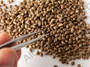 ¿Qué son las semillas de marihuana autoflorecientes?