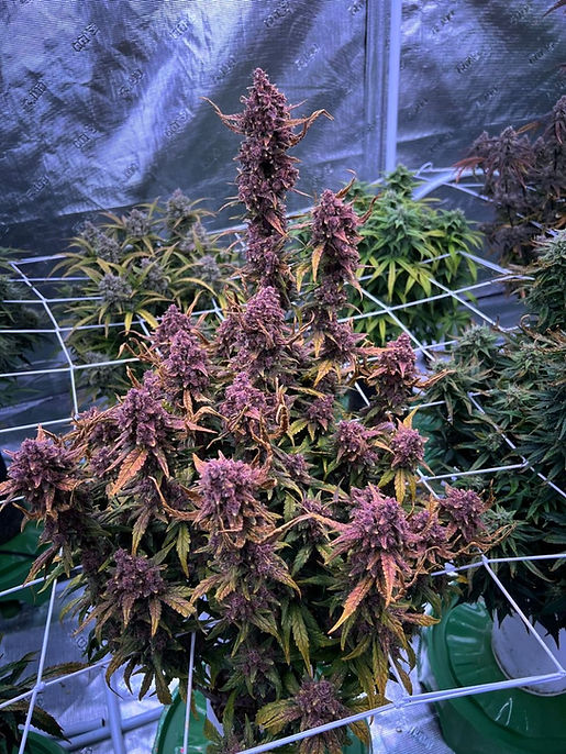 middle_84327b6cf812674a01dfd4b9e970e208_