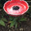 Thumbnail: Bird Bath Flowers…approximately 20 to 22cm wide