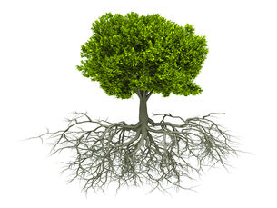 The Story of a Hidden Root