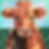 Cow 2026