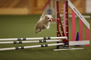 Adorable Rescue Pup Now an Agility Rock Star: Aspen Heads to Nationals!