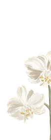 orquidea 2_edited_edited.png