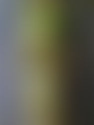 Over vegetarisme en Louis Neefs