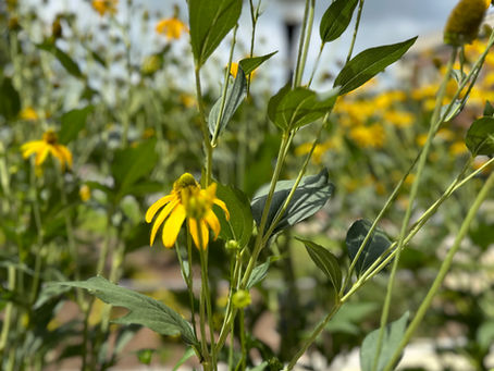 Flourishing with the Holy Spirit: Embracing Ordinary Time