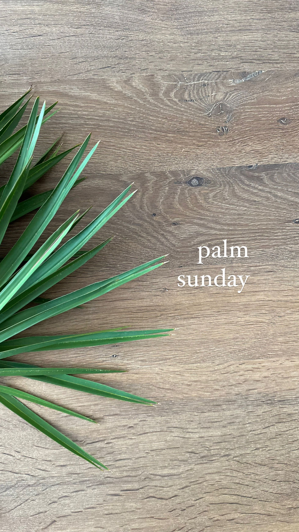 Palm Sunday: Beginning the Journey to the Cross