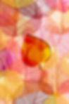 colorful-leaf-shape-fall-season-top-view.jpg