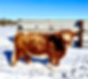 IMG_1921.jpeg
