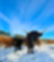 IMG_1563.jpeg